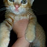 Teller joined the competition — help win amazing prizes! kitten, cat, ginger_cat, pet, animal, close_up, hand, holding, fur, whiskers, ears, eyes, young, domestic_cat, cute, mammal, indoor, dark_background, blurred, portrait