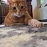 cat, orange_tabby, indoor, carpet, paw, feline, curious, pet, animal, wooden_furniture, low_angle, close_up, eyes, whiskers, relaxed, domestic, mammal, cute, portrait, cozy