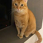 Teller is registered to the contest to win money with this photo: cat, orange_cat, tabby, pet, indoor, window_sill, ledges, tail, fur, whiskers, ears, animal, cute, curious, sitting, looking, domestic_cat, feline, house, reflection