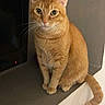 cat, orange_cat, tabby, pet, indoor, window_sill, ledges, tail, fur, whiskers, ears, animal, cute, curious, sitting, looking, domestic_cat, feline, house, reflection