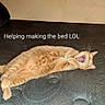 cat, ginger_cat, lying_down, bed, yawning, indoor, pet, feline, resting, fur, cute, sleepy, animal, domestic_animal, playful, text_overlay, humor, home, cozy, relaxed