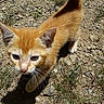 Teller is registered to the contest to win money with this photo: kitten, cat, orange_cat, outdoor, sunlight, rocky_ground, curious, animal, whiskers, walking, young_cat, nature, shadow, pet, close_up, feline, ears, tail, grass, daylight