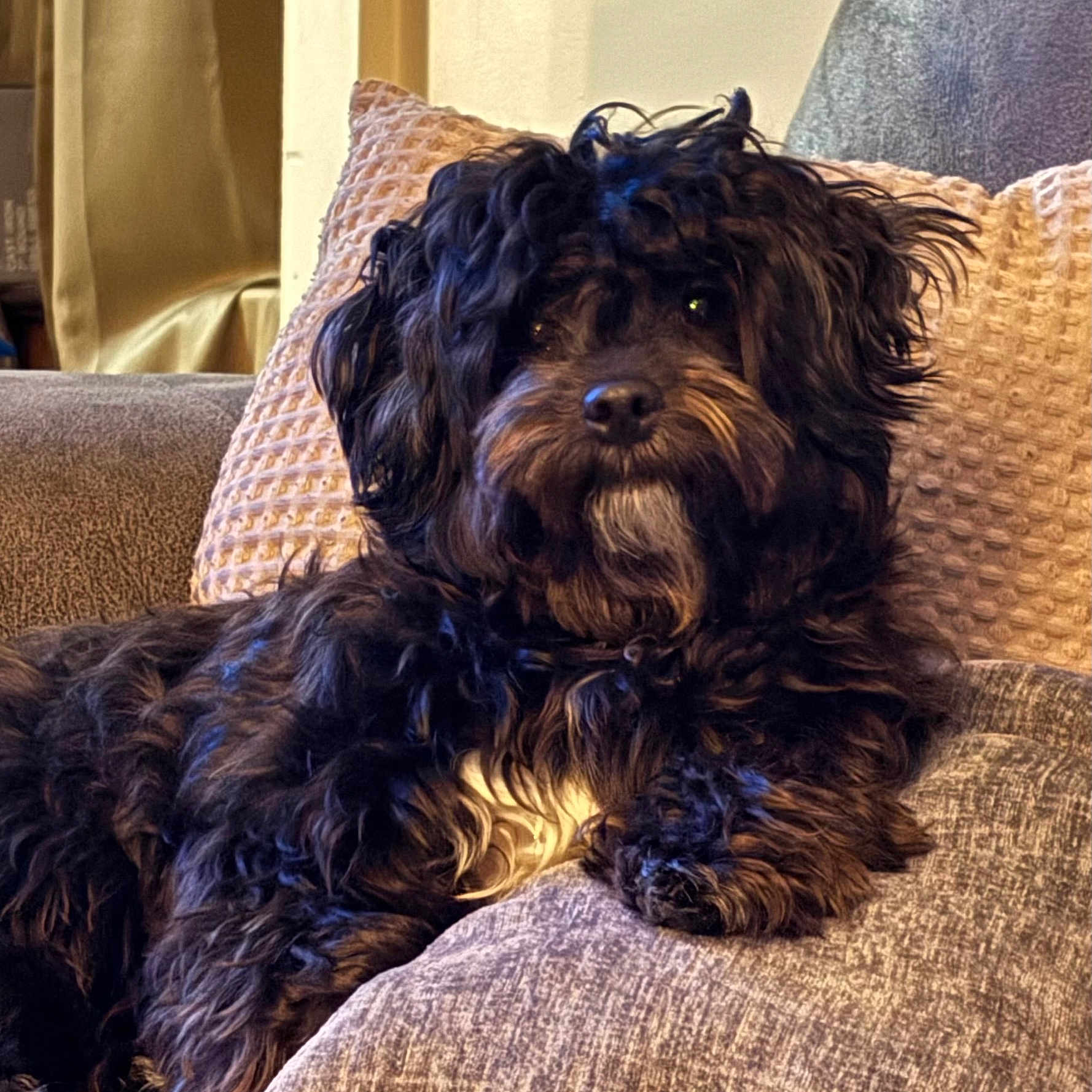 Coco Chanel is registered to the contest to win money with this photo: affenpinscher, animal, architecture, armchair, building, canine, chair, cockerspaniel, couch, cushion, dog, furniture, homedecor, indoors, livingroom, pet, poodle, puppy, room, terrier