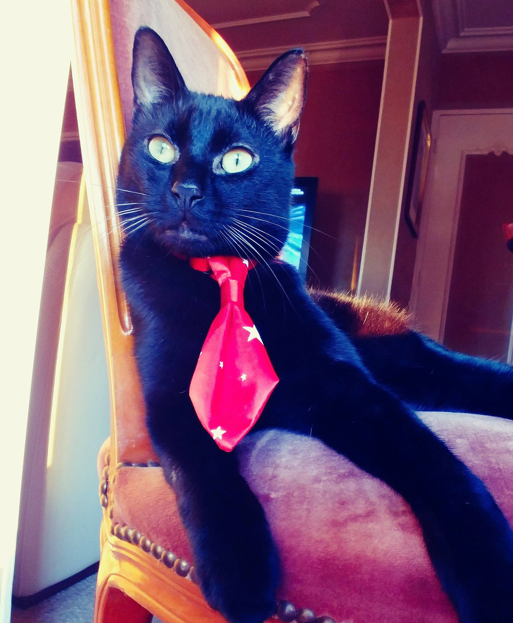 Valentine participe au concours pour gagner de l'argent avec cette photo : asian, black, black_cat, carnivore, cat, ear, eye, fashion_accessory, felidae, fur, kitten, leg, pink, small_to_medium_sized_cats, tail, whiskers