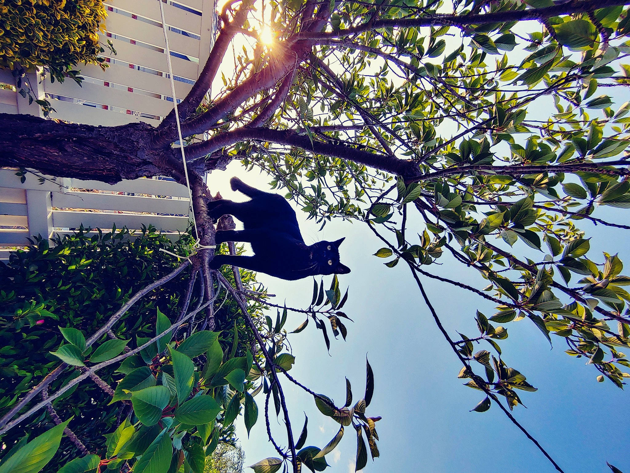 Valentine participe au concours pour gagner de l'argent avec cette photo : autumn, branch, jungle, leaf, leisure, organism, plant, shadow, shoe, sky, spring, sunlight, tints_and_shades, tree, twig, woody_plant