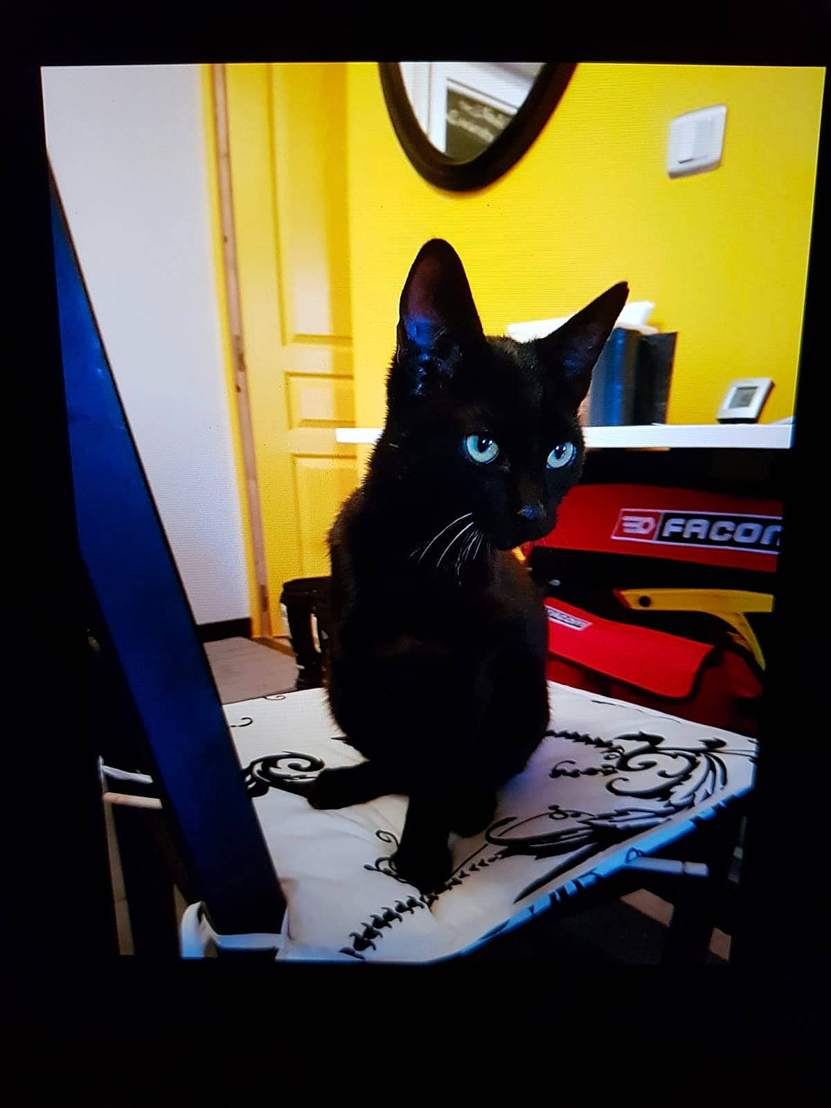 Valentine participe au concours pour gagner de l'argent avec cette photo : asian, black, black_cat, carnivore, cat, ear, felidae, kitten, small_to_medium_sized_cats, snapshot, whiskers, window, yellow