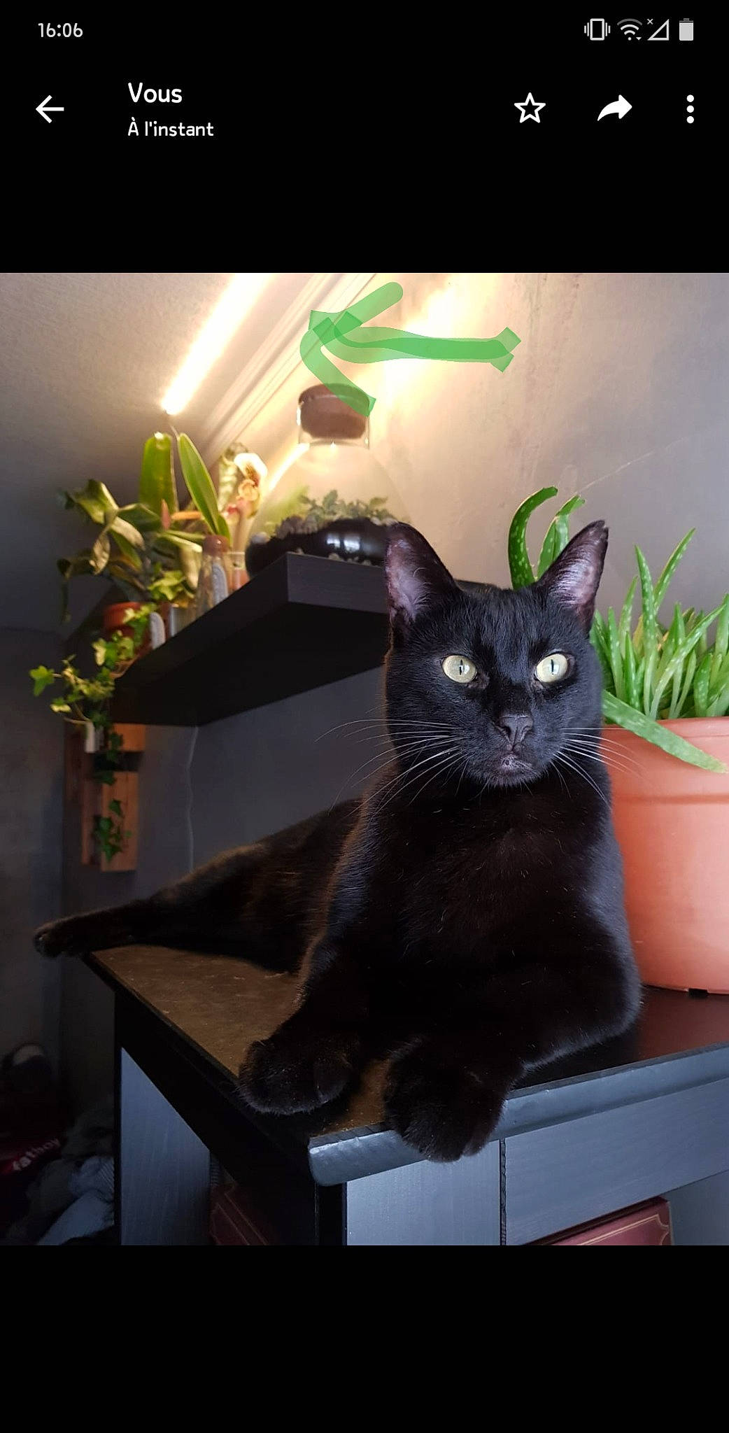 Valentine participe au concours pour gagner de l'argent avec cette photo : asian, black_cat, bombay, carnivore, cat, domestic_short_haired_cat, european_shorthair, felidae, havana_brown, houseplant, korat, plant, russian_blue, small_to_medium_sized_cats, whiskers