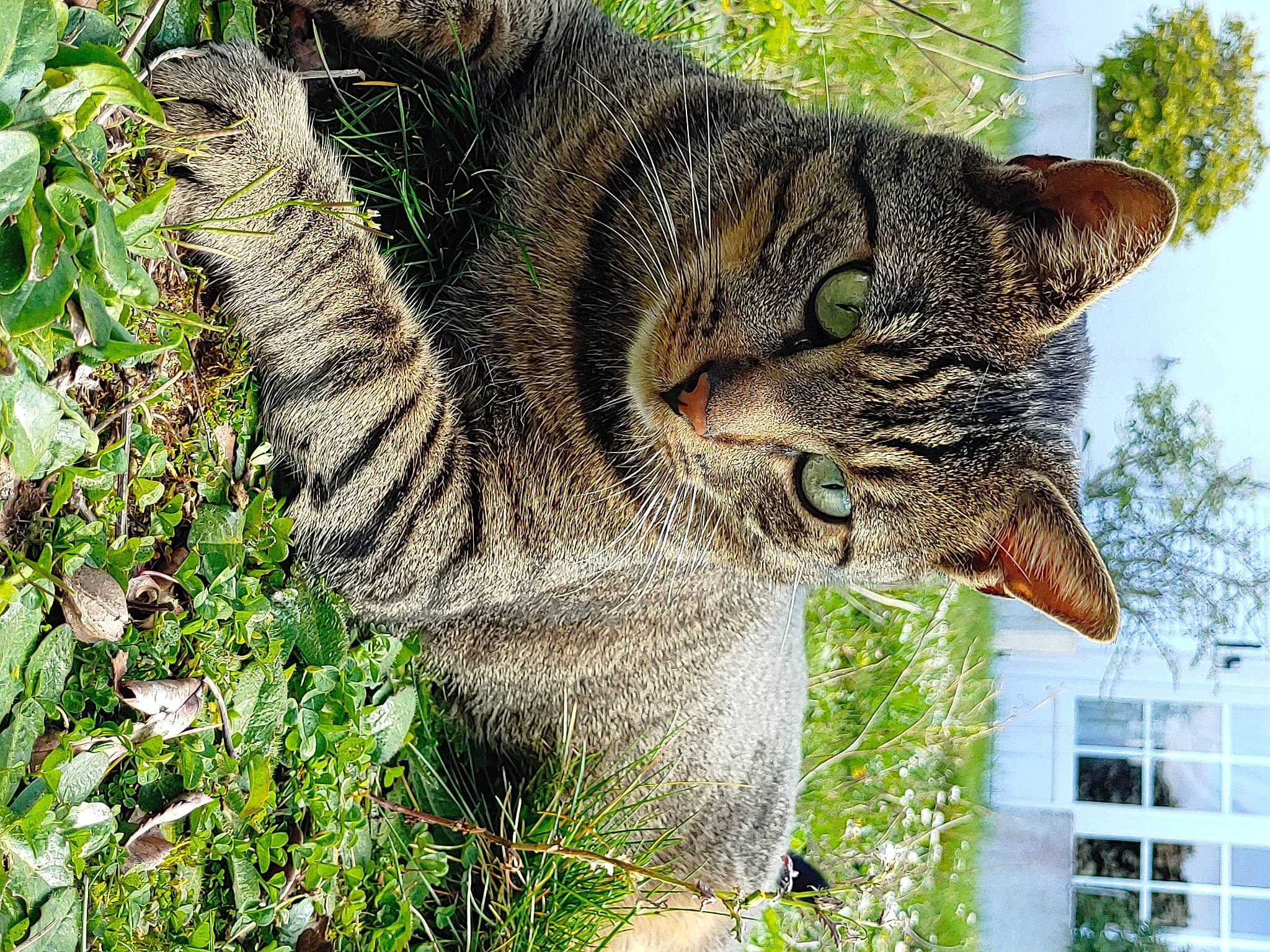 Lala participe au concours pour gagner de l'argent avec cette photo : asian, carnivore, cat, domestic_short_haired_cat, dragon_li, european_shorthair, felidae, fur, grass, ocicat, pixie_bob, plant, small_to_medium_sized_cats, snout, tabby_cat, toyger, tree, whiskers, wild_cat