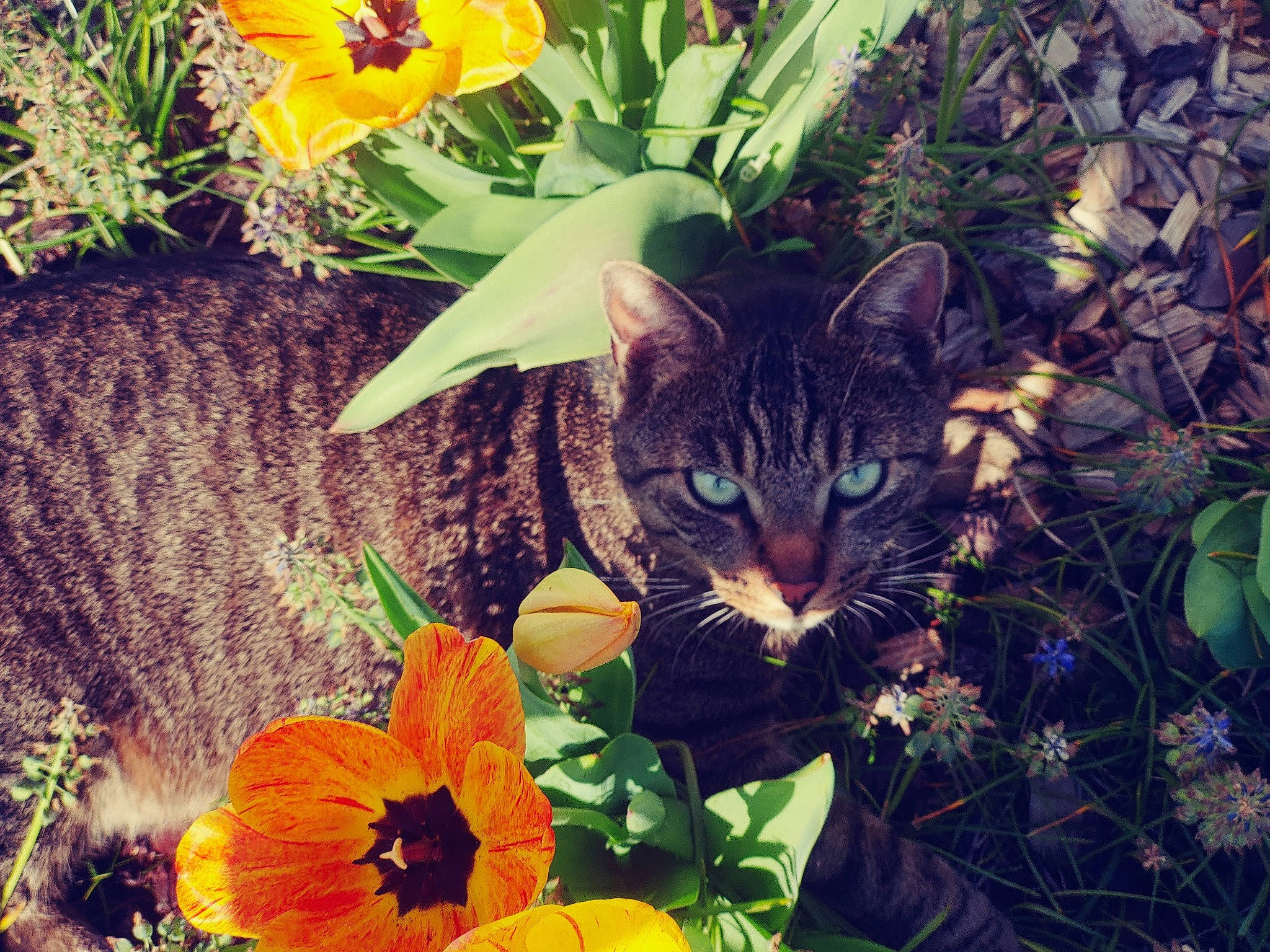 Lala a rejoint le concours — aidez-le/la à gagner de superbes lots ! carnivore, cat, european_shorthair, felidae, flower, grass, iris, kitten, love, natural_environment, petal, photography, plant, small_to_medium_sized_cats, spring, tabby_cat, violet_family, whiskers, wildflower, yellow