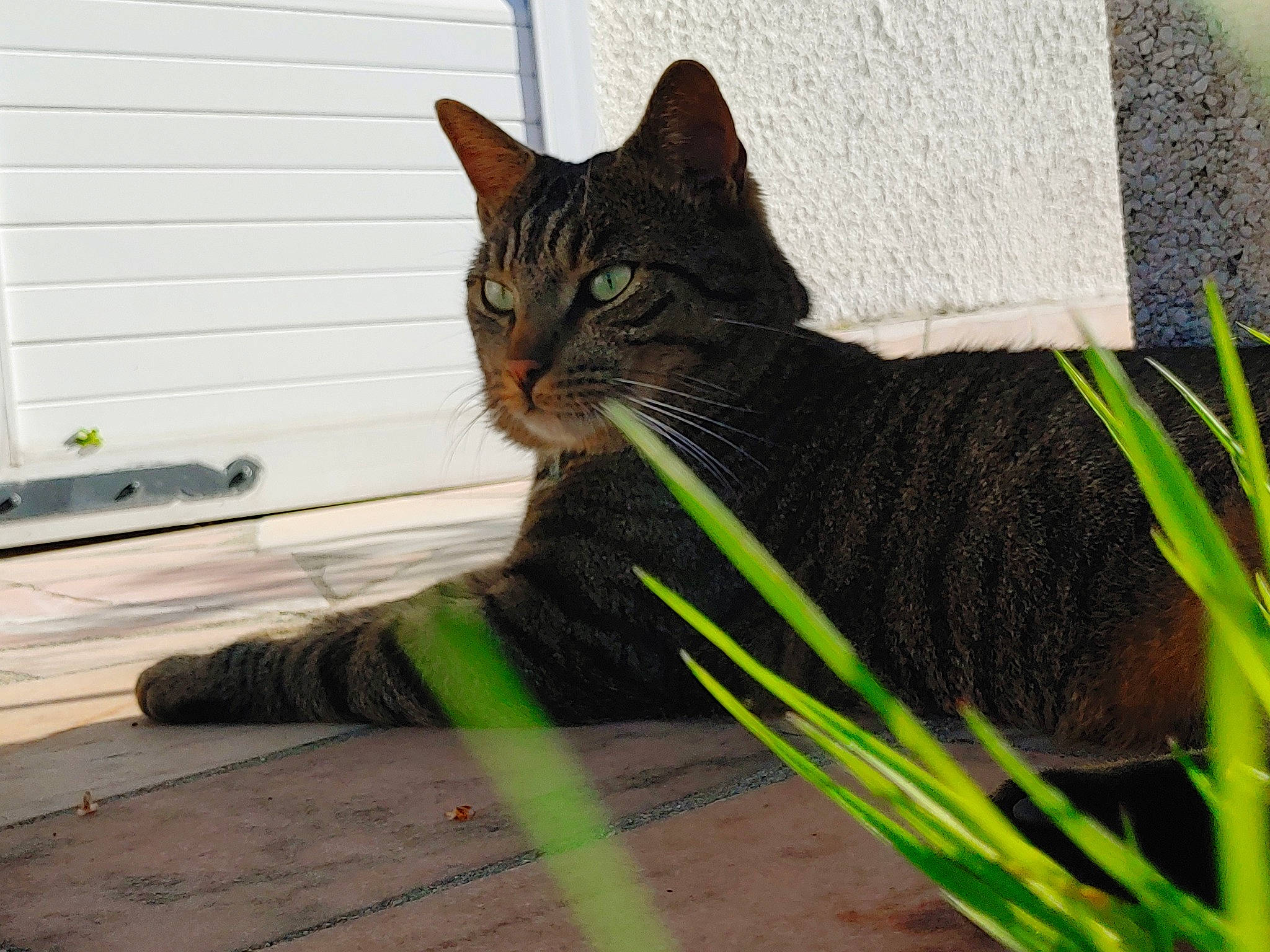 Lala a rejoint le concours — aidez-le/la à gagner de superbes lots ! aegean_cat, asian, black_cat, carnivore, cat, domestic_short_haired_cat, dragon_li, european_shorthair, eye, felidae, fur, grass, green, plant, small_to_medium_sized_cats, snout, tabby_cat, tail, whiskers, window