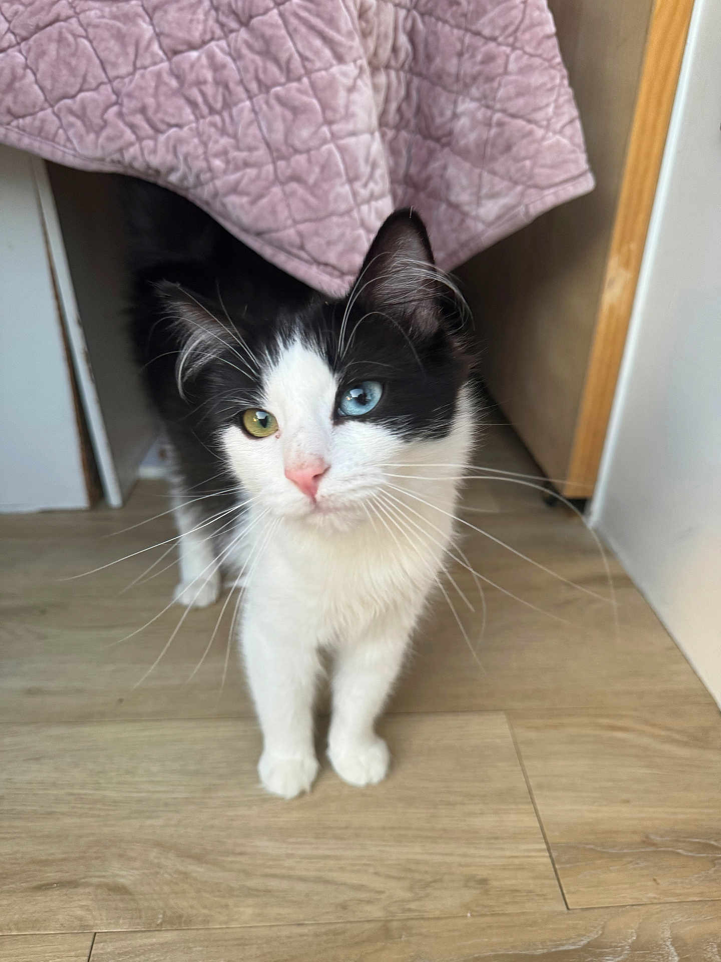 Princess Leia is registered to the contest to win money with this photo: cat, heterochromia, black_and_white, indoor, curious, blanket, quilted, flooring, pet, animal, whiskers, pink_blanket, wooden_floor, cute, feline, domestic_cat, curiosity, young_cat, soft_lighting, household
