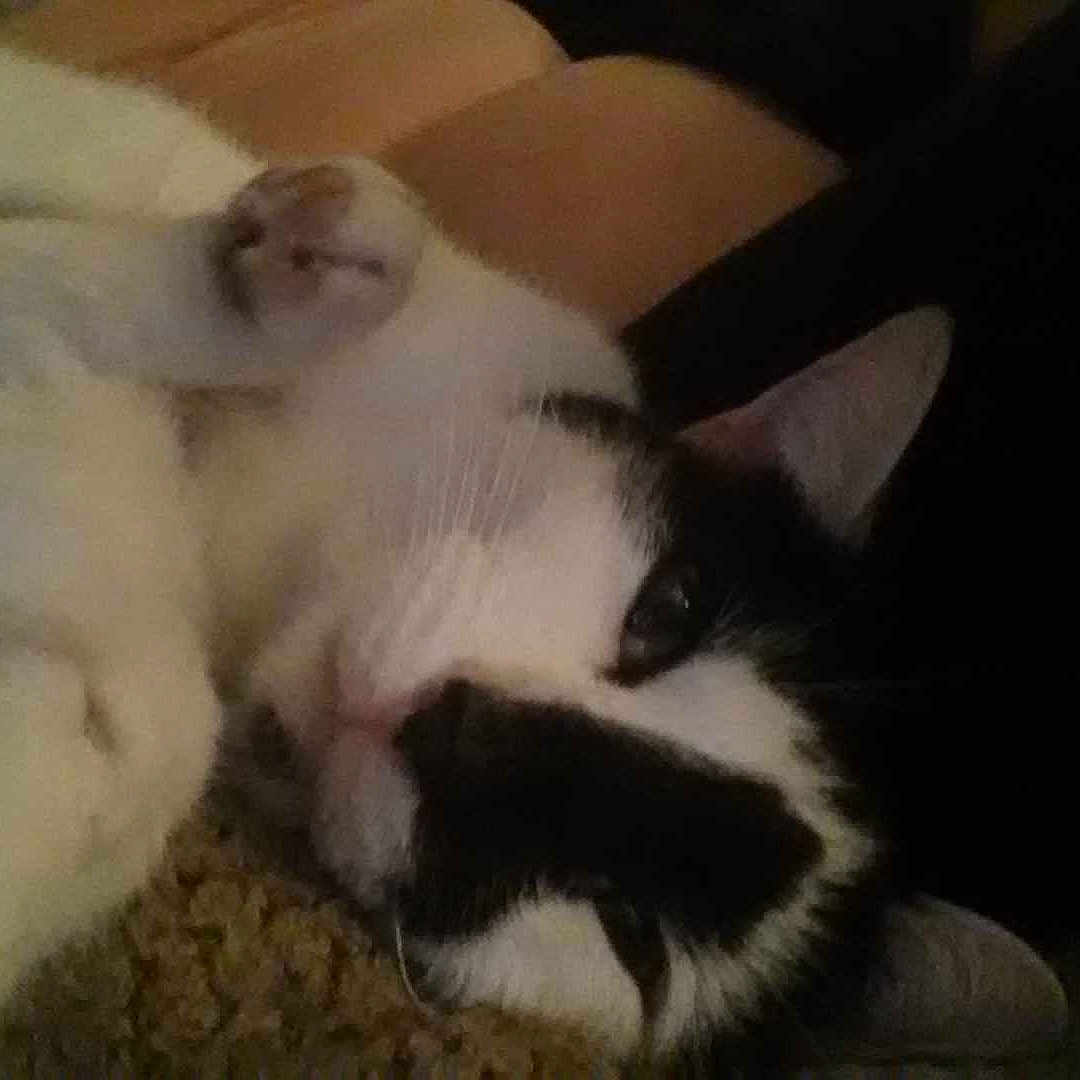 Stanley joined the competition — help win amazing prizes!