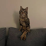 Jinx is registered to the contest to win money with this photo: animal, cat, couch, crossed_paws, cute, domestic_animal, ears, eyes, feline, fur, gray, home, indoor, pet, portrait, relaxed, sitting, tabby, wall, whiskers