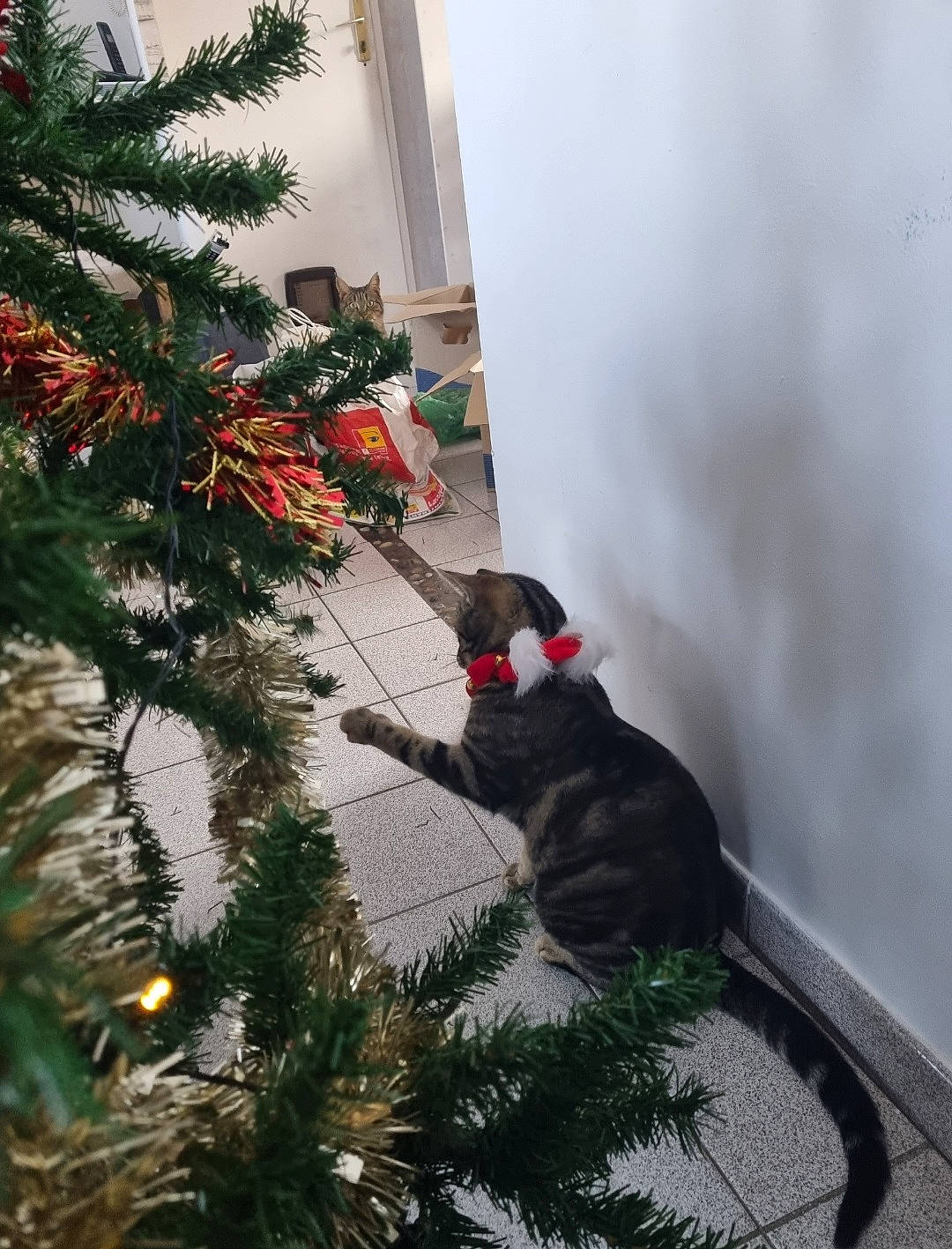 Sakura a rejoint le concours — aidez-le/la à gagner de superbes lots ! carnivore, cat, christmas_decoration, christmas_ornament, christmas_tree, dog_breed, evergreen, felidae, grass, holiday_ornament, larch, ornament, plant, small_to_medium_sized_cats, snout, tail, tree, twig, whiskers, window