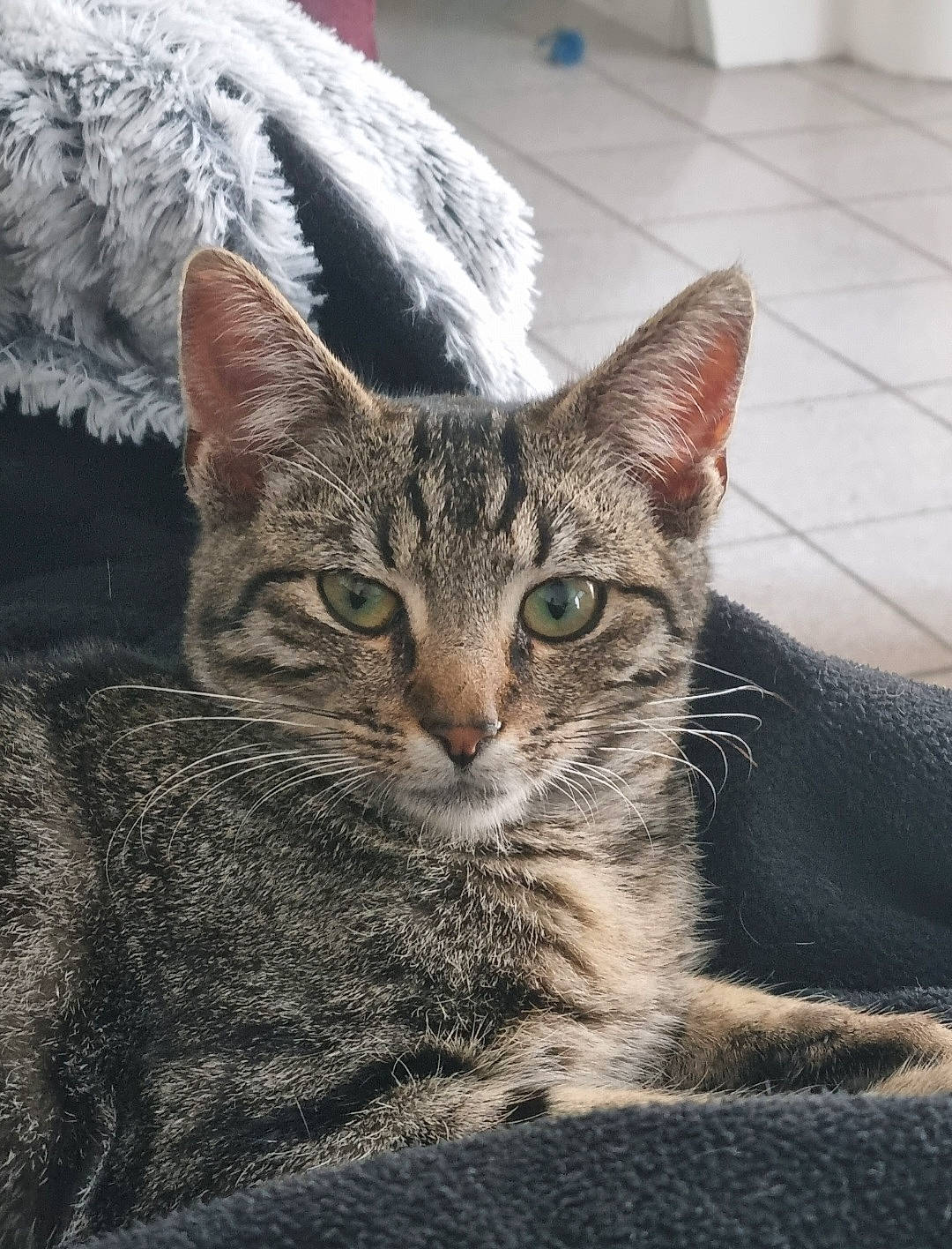 Sakura participe au concours pour gagner de l'argent avec cette photo : carnivore, cat, domestic_short_haired_cat, felidae, flooring, fur, grey, paw, sitting, small_to_medium_sized_cats, snout, terrestrial_animal, tree, whiskers, wildlife, window