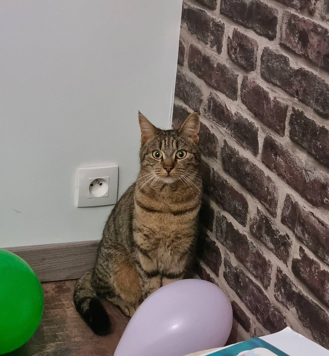 Rock Lee a rejoint le concours — aidez-le/la à gagner de superbes lots ! balloon, brick, brickwork, carnivore, cat, comfort, domestic_short_haired_cat, felidae, flooring, fur, green, grey, line, mammal, small_to_medium_sized_cats, tail, vertebrate, whiskers, window, wood