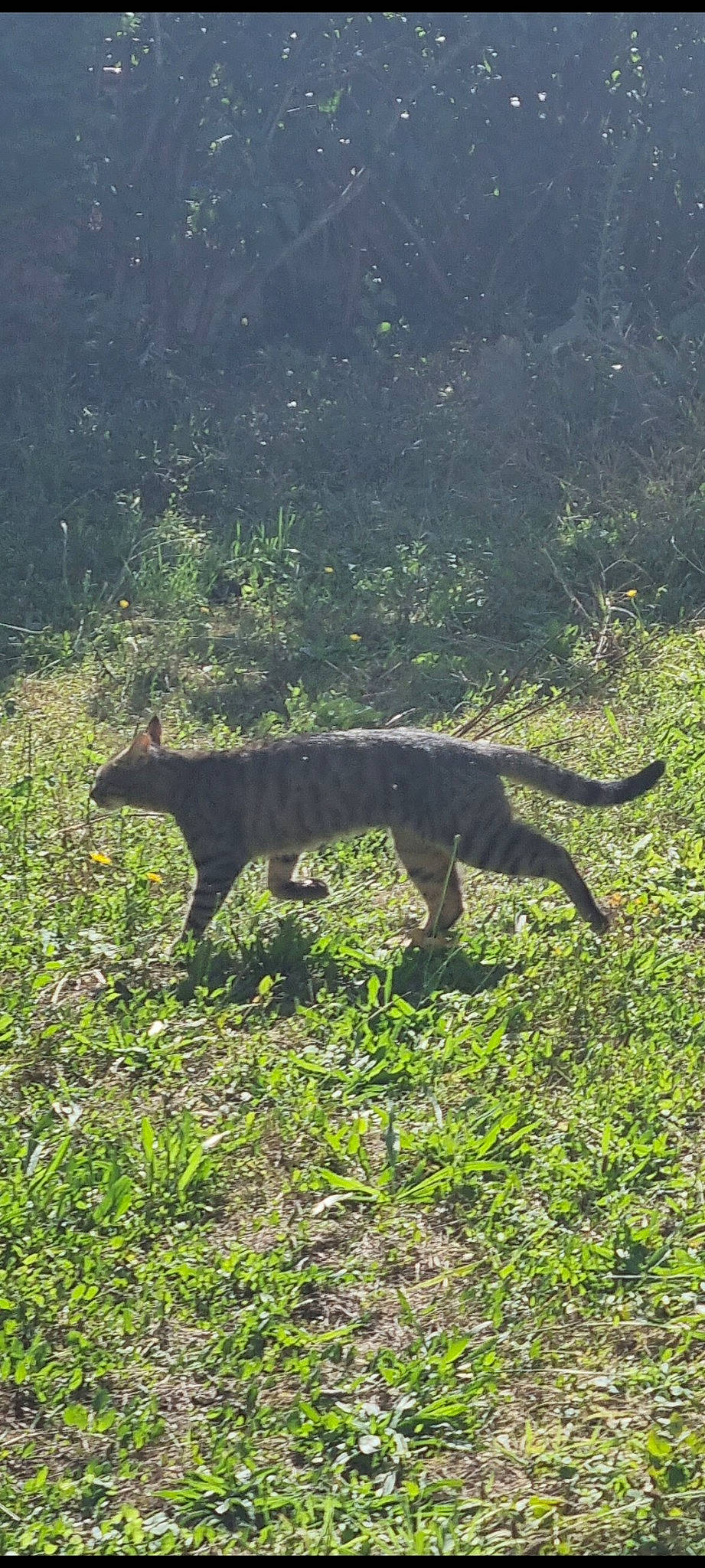 Rock Lee participe au concours pour gagner de l'argent avec cette photo : canidae, carnivore, dog_breed, fawn, felidae, forest, giant_anteater, grass, grassland, groundcover, natural_landscape, pasture, plant, shadow, small_to_medium_sized_cats, tail, terrestrial_animal, terrestrial_plant, tree, wildlife
