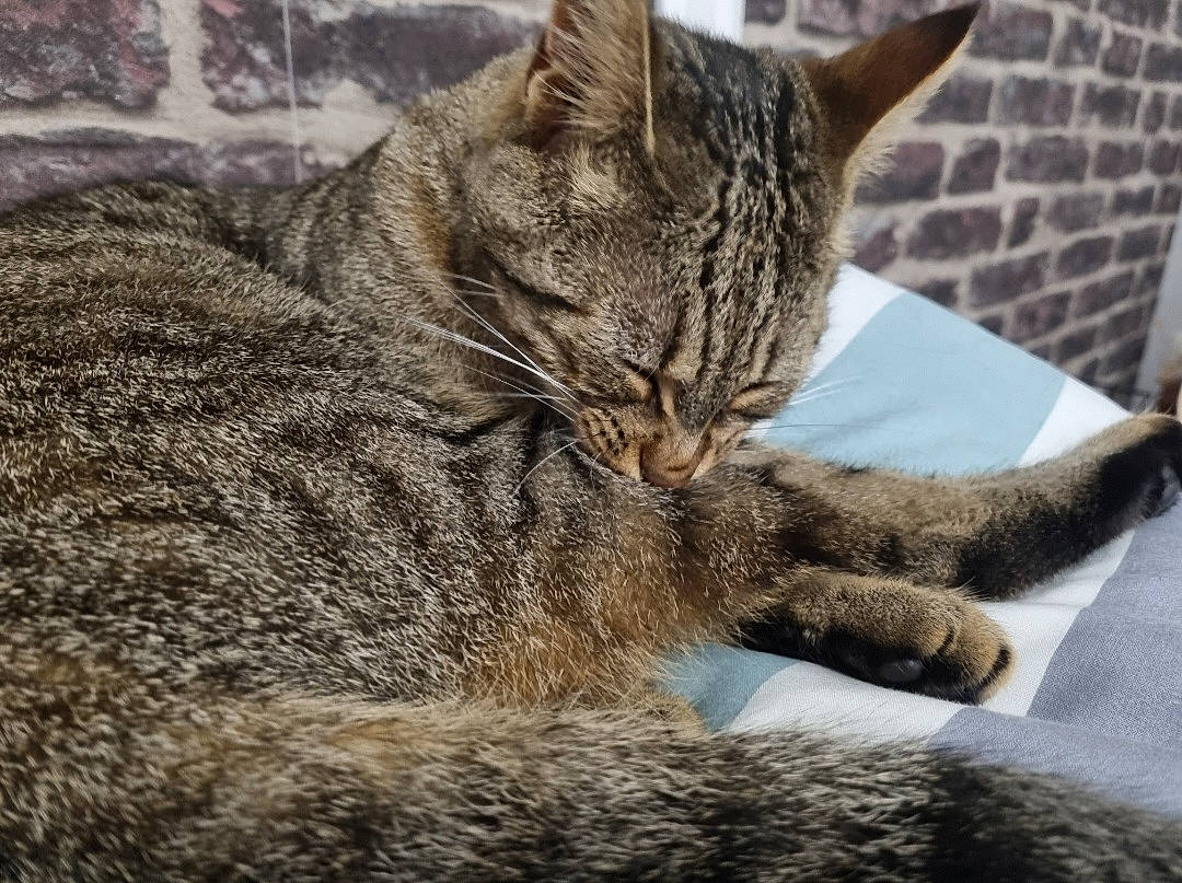 Rock Lee participe au concours pour gagner de l'argent avec cette photo : carnivore, cat, claw, close_up, comfort, domestic_short_haired_cat, eye, felidae, fur, grey, mammal, nap, paw, small_to_medium_sized_cats, snout, terrestrial_animal, vertebrate, whiskers, wildlife