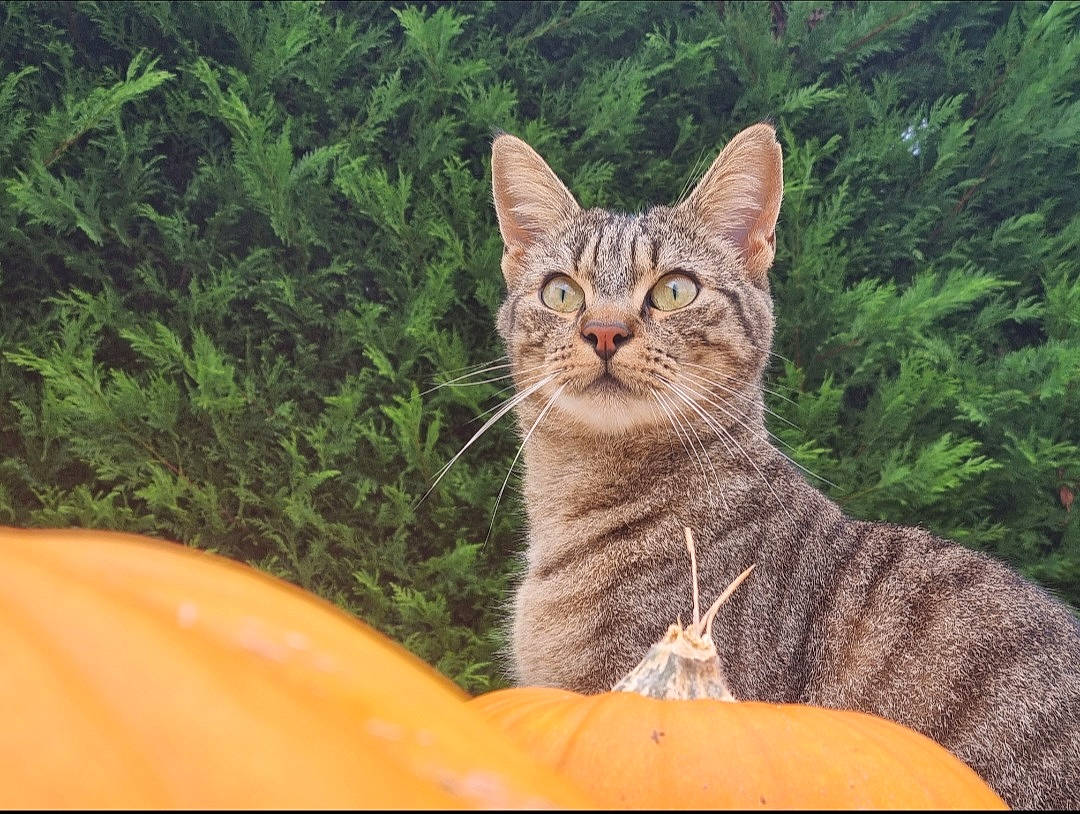 Rock Lee a rejoint le concours — aidez-le/la à gagner de superbes lots ! carnivore, cat, comfort, domestic_short_haired_cat, eye, fawn, felidae, fur, grass, grass_family, plant, sitting, small_to_medium_sized_cats, snout, tail, terrestrial_animal, tree, vertebrate, whiskers, wildlife