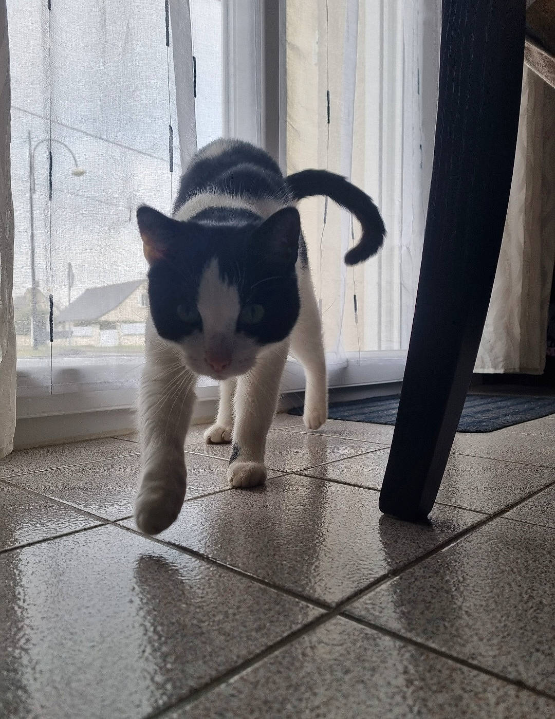 Opal participe au concours pour gagner de l'argent avec cette photo : carnivore, cat, dog_breed, domestic_short_haired_cat, felidae, floor, flooring, fur, grey, human_leg, leg, monochrome, monochrome_photography, paw, small_to_medium_sized_cats, snout, tail, whiskers, window, wood