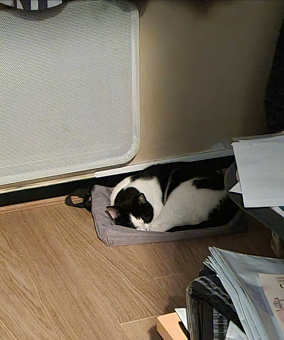 Opal participe au concours pour gagner de l'argent avec cette photo : carnivore, cat, comfort, domestic_short_haired_cat, felidae, flooring, fur, hardwood, laminate_flooring, plywood, rectangle, room, small_to_medium_sized_cats, tail, tints_and_shades, whiskers, window, wood, wood_flooring, wood_stain