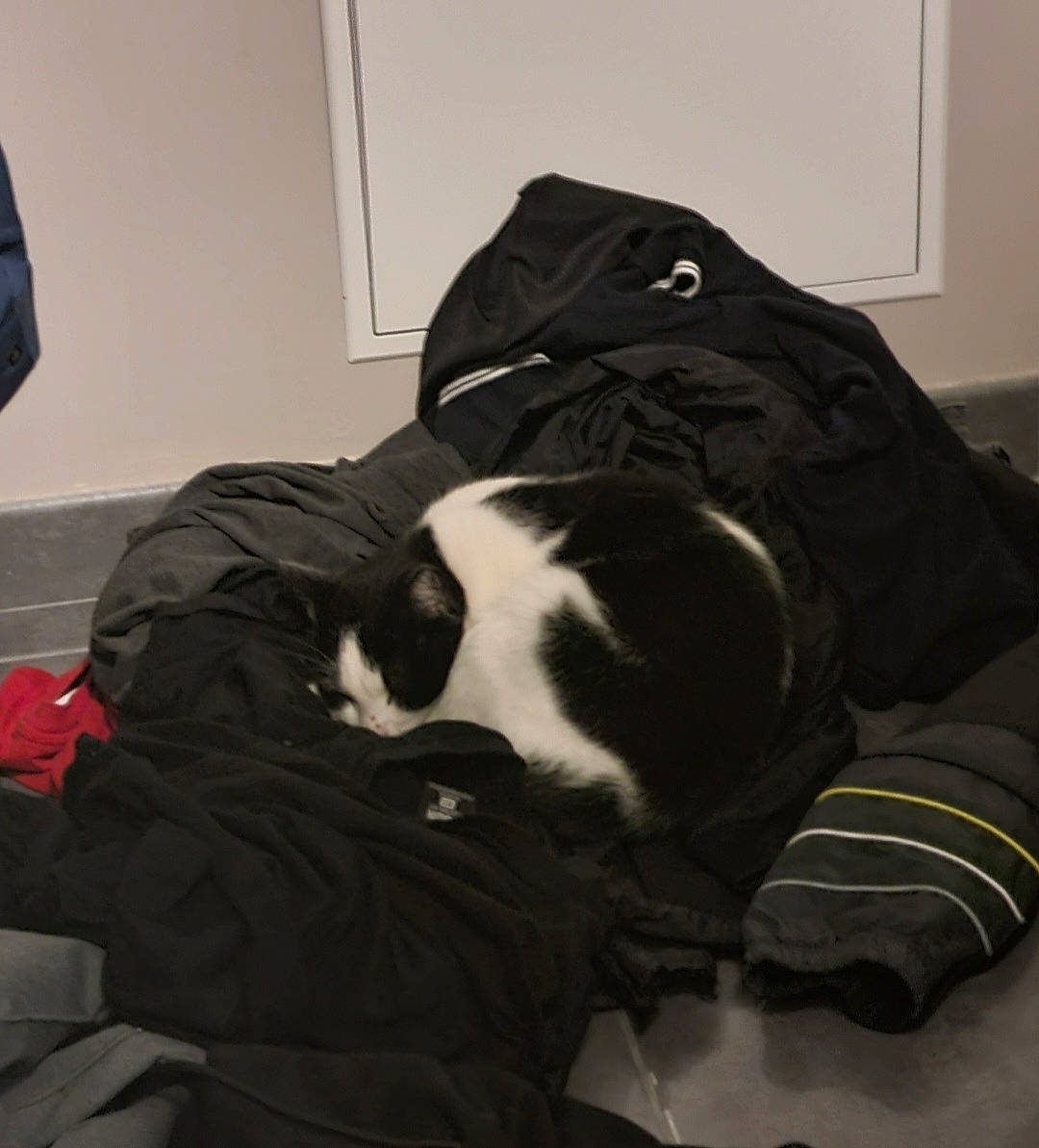 Opal participe au concours pour gagner de l'argent avec cette photo : bedding, canidae, carnivore, cat, comfort, companion_dog, dog_breed, felidae, fur, linens, monochrome, nap, room, sitting, sleep, small_to_medium_sized_cats, sporting_group, tail, tints_and_shades, whiskers