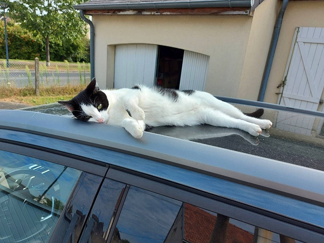 Opal a rejoint le concours — aidez-le/la à gagner de superbes lots ! automotive_exterior, automotive_mirror, car, carnivore, cat, felidae, hood, mammal, motor_vehicle, plant, small_to_medium_sized_cats, tail, tints_and_shades, tree, vehicle, vehicle_door, vertebrate, whiskers, window, windscreen_wiper