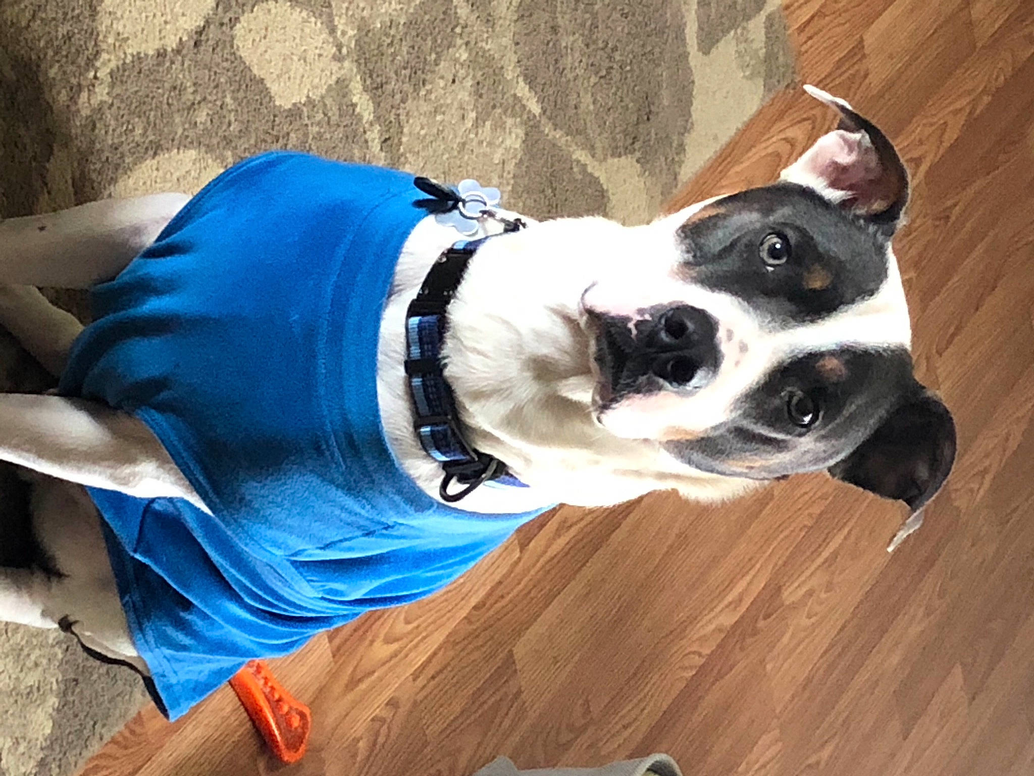 Boulder is registered to the contest to win money with this photo: carnivore, collar, companion_dog, dog, dog_breed, dog_clothes, dog_collar, dog_supply, electric_blue, fashion_accessory, fawn, hardwood, leash, personal_protective_equipment, pet_supply, snout, sporting_group, street_fashion, wood, working_animal