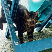 Orso participe au concours pour gagner de l'argent avec cette photo : animal, blue_wooden_structure, cat, closeup, cold, curious, daylight, exploring, feline, grass, mammal, nature, outdoor, pet, snow, snowflakes, tabby_cat, walking, whiskers, winter