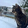 animal, background, building, cat, cold, daytime, feline, fur, nature, outdoor, pet, plant, quiet, side_view, snow, tabby, tree, urban, whiskers, winter