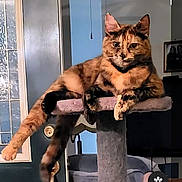 Miss Foxy joined the competition — help win amazing prizes! animal, cat, cat_tree, ceiling_fan, cozy, domestic, door, fur, furniture, home, indoor, lounging, mammal, paw, pet, portrait, relaxed, resting, tortoiseshell_cat, window