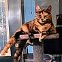 animal, cat, cat_tree, ceiling_fan, cozy, domestic, door, fur, furniture, home, indoor, lounging, mammal, paw, pet, portrait, relaxed, resting, tortoiseshell_cat, window