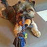 Iona participe au concours pour gagner de l'argent avec cette photo : dog, small_dog, toy, rope_toy, couch, indoor, pet, playful, fur, brown, black, tan, tail, ears, mouth, paws, looking, cute, animal, home