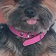 Iona participe au concours pour gagner de l'argent avec cette photo : dog, small_dog, pink_collar, tongue_out, fluffy, pet, cute, close_up, fur, animal, portrait, indoor, face, canine, adorable, domestic_animal, looking_at_camera, mammal, companion, friendly
