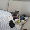 Iona participe au concours pour gagner de l'argent avec cette photo : dog, stuffed_toy, couch, blanket, pet, indoor, small_dog, plush, fur, leisure, cute, animal, relaxing, home, canine, companion, toy, floor, cozy, resting