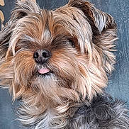 Lili a rejoint le concours — aidez-le/la à gagner de superbes lots ! adorable, animal, background, black, brown, canine, closeup, cute, dog, ears, expression, face, fluffy, fur, gray, muzzle, pet, portrait, tongue, whiskers