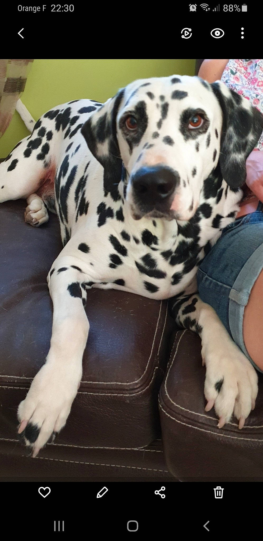 Marcus a rejoint le concours — aidez-le/la à gagner de superbes lots ! canidae, carnivore, companion_dog, dalmatian, dog, dog_breed, fawn, non_sporting_group, snout, sporting_group, terrestrial_animal, whiskers, white, working_animal, working_dog