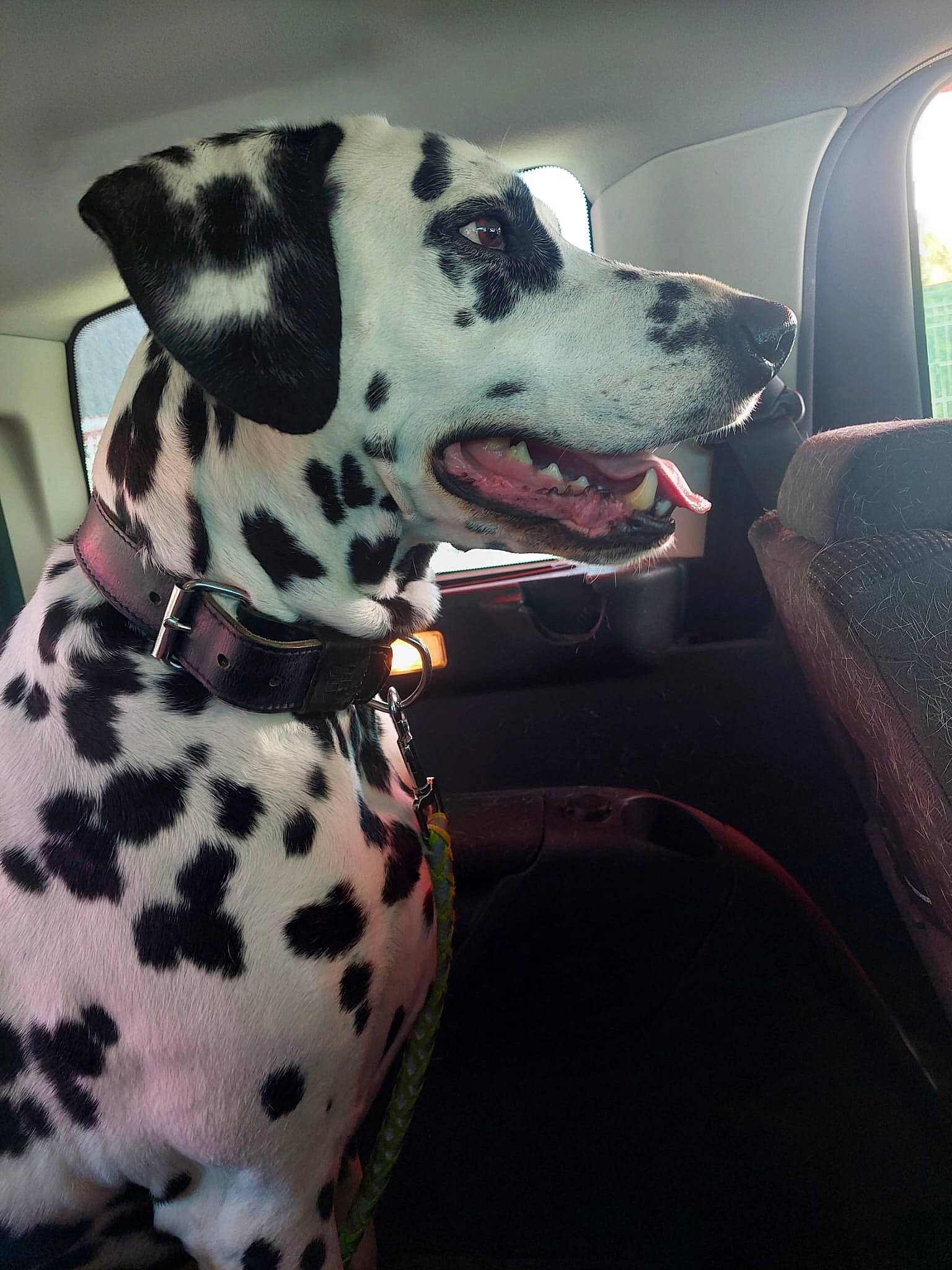 Marcus a rejoint le concours — aidez-le/la à gagner de superbes lots ! canidae, carnivore, collar, companion_dog, dalmatian, dog, dog_breed, dog_collar, fawn, non_sporting_group, pet_supply, snout, sporting_group, whiskers, windshield, working_animal