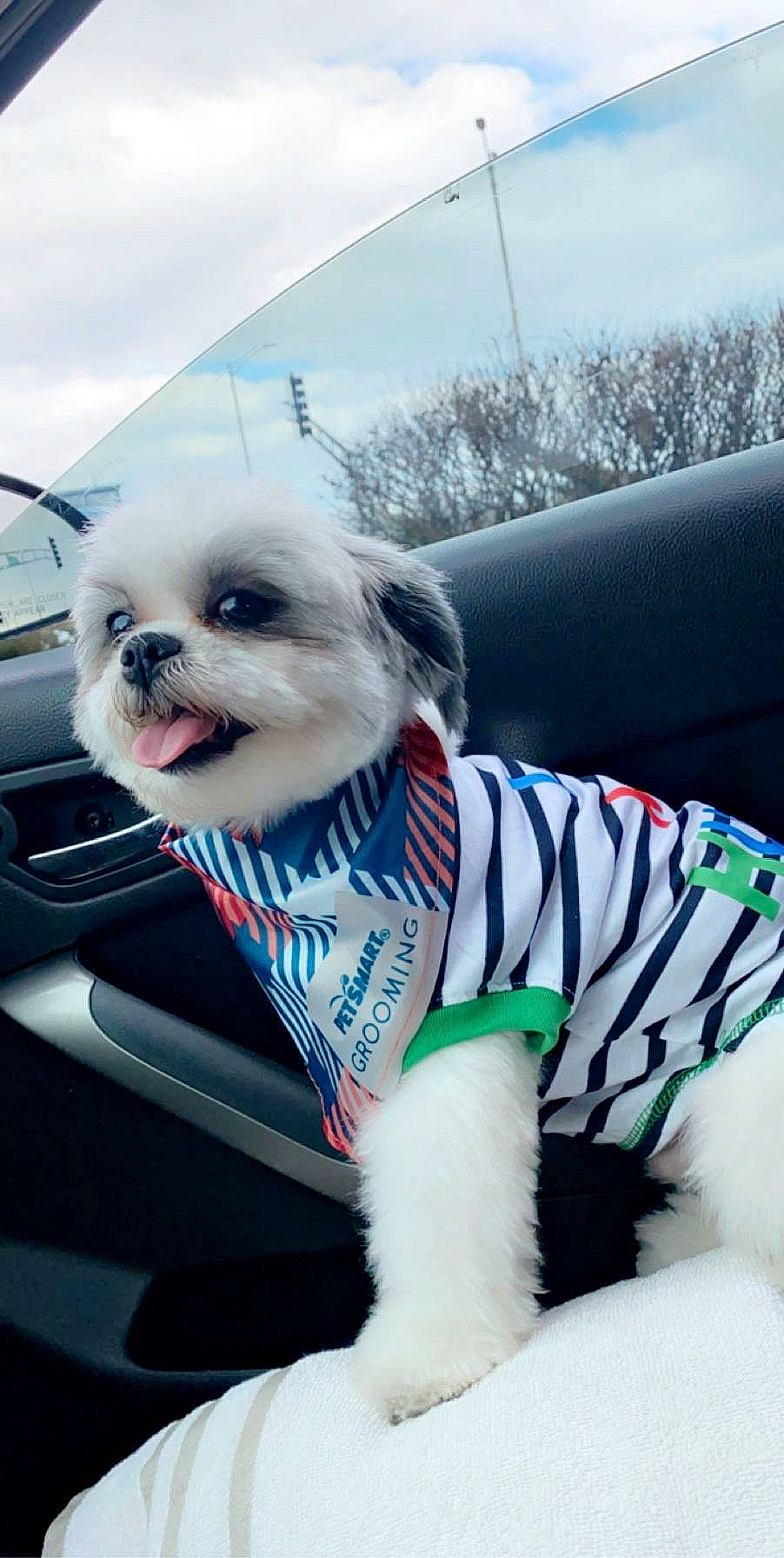Nunook joined the competition — help win amazing prizes! canidae, carnivore, companion_dog, dog, dog_breed, dog_clothes, dog_supply, lhasa_apso, maltese, morkie, non_sporting_group, outerwear, pekingese, puppy, puppy_love, rare_breed_dog, shih_tzu, snout, toy_dog, vehicle