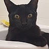Kemet a rejoint le concours — aidez-le/la à gagner de superbes lots ! animal, bathroom, black_cat, cat, closeup, curious, domestic_animal, ears, feline, fur, household, indoor, pet, pipe, portrait, resting, sink, tile_wall, whiskers, yellow_eyes