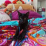 Kemet a rejoint le concours — aidez-le/la à gagner de superbes lots ! black_cat, kitten, ribbons, colorful_blanket, bedroom, plush_toys, pillow, purple_pillow, curious, playful, indoor, pet, cat_paw, stretching, toy, patterned_fabric, soft_toys, cozy, animal, feline