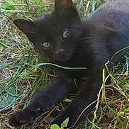 Kemet participe au concours pour gagner de l'argent avec cette photo : black_cat, kitten, grass, outdoor, nature, animal, pet, greenery, leaf, relaxing, daylight, cute, young_animal, fur, whiskers, close_up, playful, wildlife, ground, curious