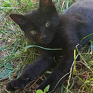 Kemet a rejoint le concours — aidez-le/la à gagner de superbes lots ! animal, black_cat, cat, closeup, curious, daylight, eye_contact, feline, grass, greenery, leaf, lying_down, mammal, nature, outdoor, pet, plant, relaxed, sunlight, wildlife