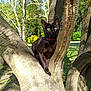 Kemet a rejoint le concours — aidez-le/la à gagner de superbes lots ! cat, black_cat, tree, branches, green_eyes, red_collar, outdoor, sunlight, nature, grass, leafy_background, animal, pet, feline, daylight, park, trunk, wildlife, curious, alert