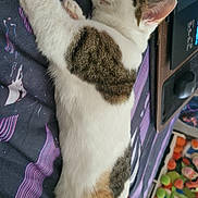 Thémis a rejoint le concours — aidez-le/la à gagner de superbes lots ! cat, sleeping, bed, blanket, striped, white, tabby, fur, indoor, cozy, resting, paw, ear, laptop, mouse, plush_toys, colorful, relaxation, side_view, peaceful