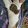 cat, sleeping, bed, blanket, striped, white, tabby, fur, indoor, cozy, resting, paw, ear, laptop, mouse, plush_toys, colorful, relaxation, side_view, peaceful