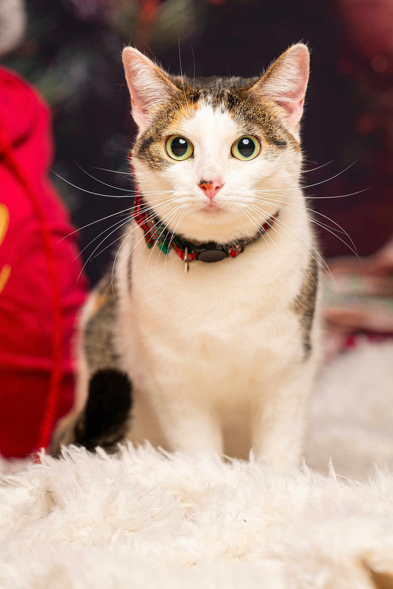 Thémis a rejoint le concours — aidez-le/la à gagner de superbes lots ! cat, animal, pet, feline, white_fur, tabby, collar, whiskers, ears, green_eyes, fluffy, close_up, indoor, curious, sitting, soft, fur, cute, domestic, portrait