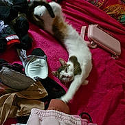 Thémis a rejoint le concours — aidez-le/la à gagner de superbes lots ! accessories, bed, casual, cat, clothing, colorful, cozy, domestic, fabric, fur, indoor, messy, pet, pillow, pink, playful, relaxed, room, stretching, stuffed_toy