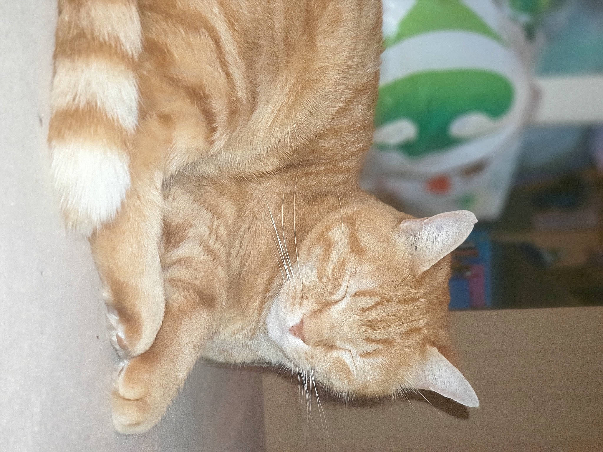 Grabuge participe au concours pour gagner de l'argent avec cette photo : carnivore, cat, claw, comfort, domestic_short_haired_cat, fawn, felidae, flooring, foot, fur, human_leg, paw, small_to_medium_sized_cats, snout, tail, whiskers, window, wood, wool