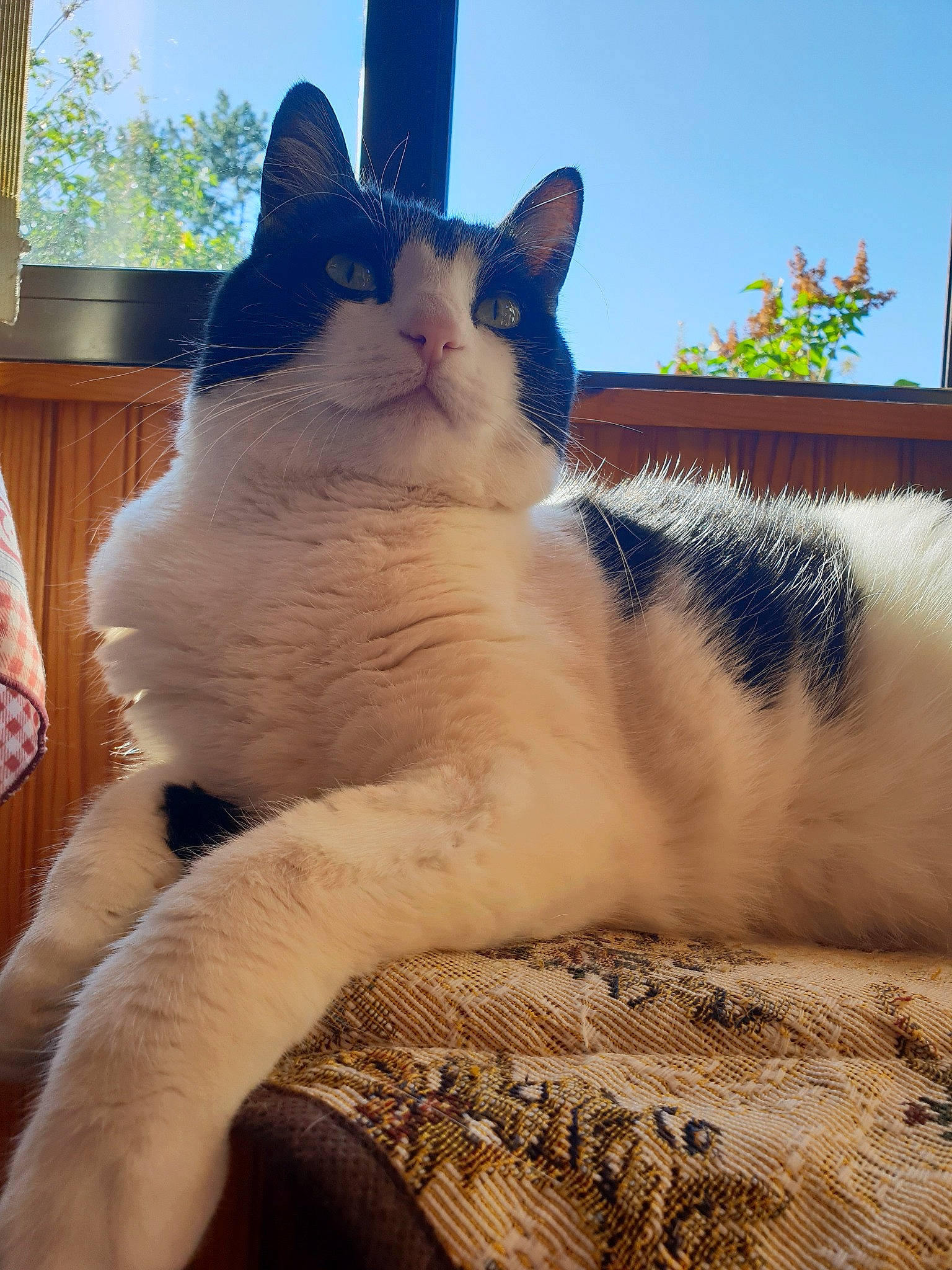 Naya a rejoint le concours — aidez-le/la à gagner de superbes lots ! aegean_cat, asian, carnivore, cat, colorpoint_shorthair, domestic_short_haired_cat, eye, fawn, felidae, fur, japanese_bobtail, mammal, ojos_azules, paw, polydactyl_cat, ragdoll, small_to_medium_sized_cats, tail, turkish_van, whiskers